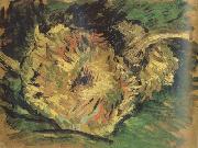Vincent Van Gogh Two Cut Sunflowers (nn04) Spain oil painting artist